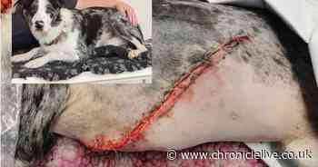 Border Collie lucky to be alive after freak accident while chasing a ball on the banks of the River Tyne