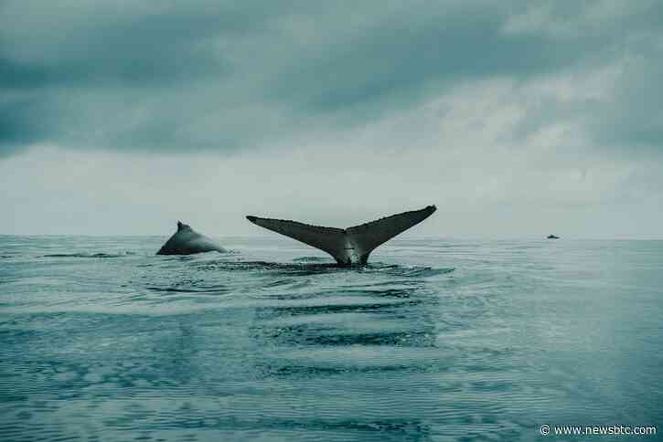 Bitcoin Sharks Continue Accumulation, But Whales Stagnate