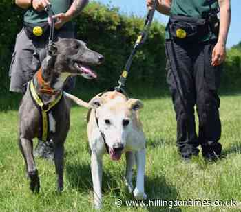 Harefield best friends looking for loving home