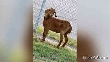 Avid search for missing Texas rodeo goat bringing residents of a small rural county together