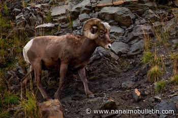 Overpass to help protect bighorn sheep from fatal car crashes in B.C. Kootenays
