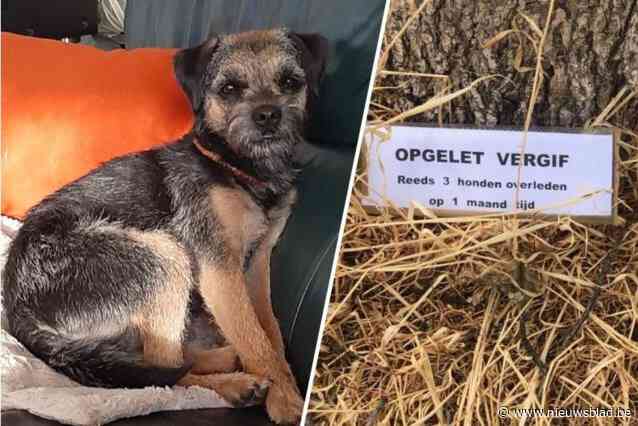 Hondeneigenaars in de ban van mogelijke gifgooier in Sint-Andrieswijk: “Ottje overleefde de gruwel, andere viervoeter had minder geluk”