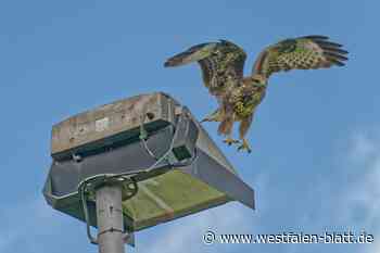 Mitten in Bielefeld: Bussard-Pärchen zieht Jungvögel auf