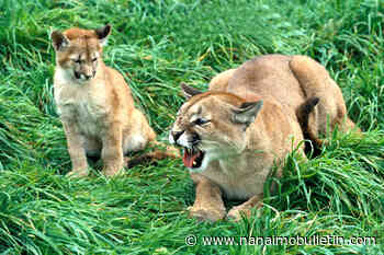 Baby boom brings rise in southern Vancouver Island cougar sightings