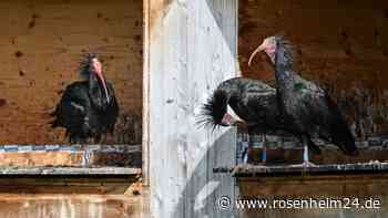Vier bedrohte Vögel aus Burghausen durch Stromschlag getötet – darunter drei Jungtiere
