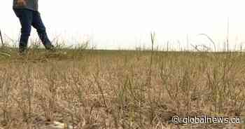 ‘The need for feed is urgent’: Sask. cattle producers call for aid in drought