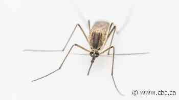 Mosquitoes in Brampton test positive for West Nile virus