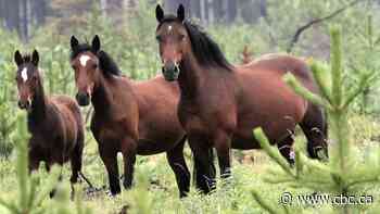 Student veterinarians join the fight to protect the future of Alberta's wild horses
