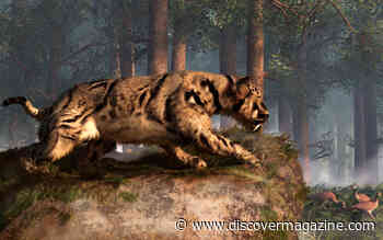 How a Fossil Hotspot Reveals Two New Species of Sabretooth Cat