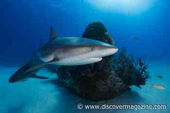 How Citizen Scientists Are Helping Sharks Around the World