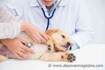 How Do Dogs Get Heartworms? The Ultimate Guide to Keeping Your Dog Safe