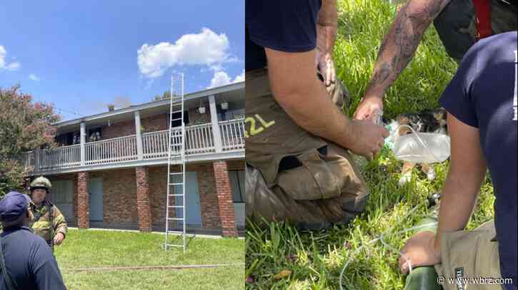 2 cats rescued from apartment fire along Alaska Street