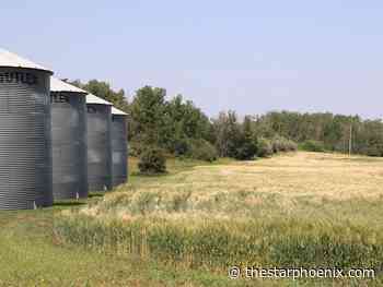 Forecast offers little relief as drought withers Saskatchewan