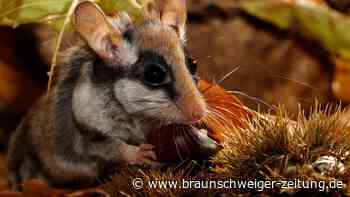 Geheimes Leben des Gartenschläfers im Harz entdecken