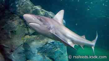 These St. Louis attractions, shops are celebrating Shark Week