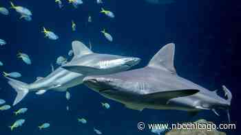 Shark Week events at the Shedd Aquarium: Feeding tour, virtual reality diving and more