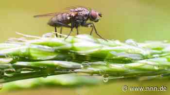 Warum Fliegen lästig sind und Nerven kosten