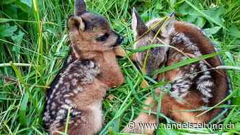 Über 6000 Rehkitze vor dem Mähertod gerettet