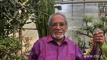 Nine banana trees bloom at University of Saskatchewan greenhouse