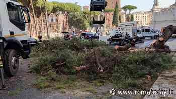 Addio a pini e querce: tagliati altri 16 alberi nelle strade del centro