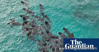 Dozens of pilot whales beached in mass stranding east of Albany in WA