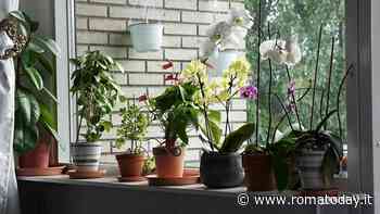 Come conservare le piante in casa con il caldo: i consigli degli esperti