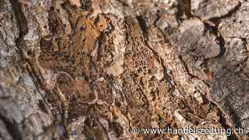 Neue Insekten und Pilze setzen dem Wald zu