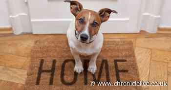 Dog expert explains how long you can leave your pet at home alone for