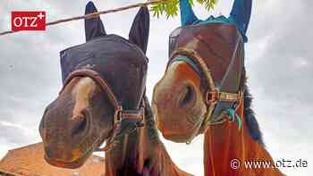 Das „Pferdedorf“ Zöthen wird seinem Namen wieder gerecht