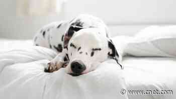 Share a Bed With Your Furry Friend? 6 Ways to Get Better Sleep     - CNET