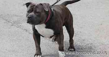 New 'dangerous dog' could be added to list of banned breeds in the UK