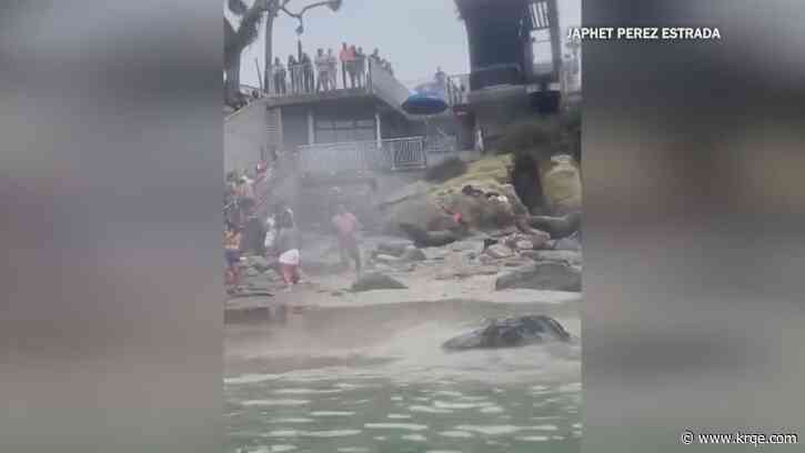 WATCH: Sea lion charges tourists at California cove