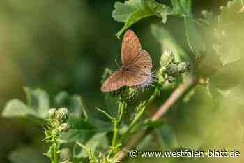 Schlechtes Jahr für Schmetterlinge