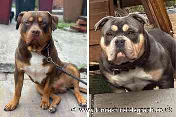 Blackburn family's ‘heartache’ as American Bully dogs stolen from home