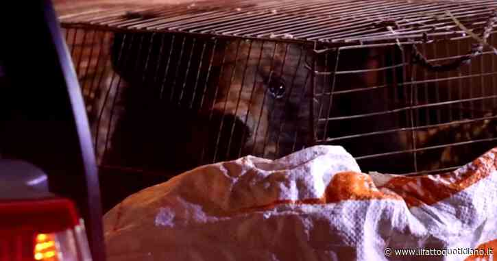 La storia di Honey, orsetto condannato all’ergastolo