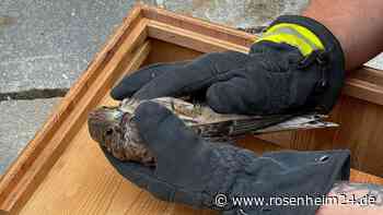 Tierische Einsatz in Tittmoning – Floriansjünger retten Jungfalken aus misslicher Lage