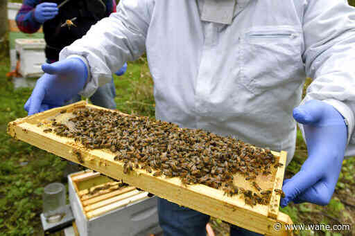 'Integral to the environment:' Fort Wayne City Council may encourage beekeeping