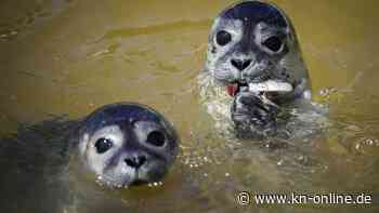 Seehundstation: Geflügelpest-Virus bei Seehund nachgewiesen