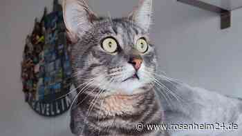 Wer hat Kater Fridolin in Traunstein gesehen?