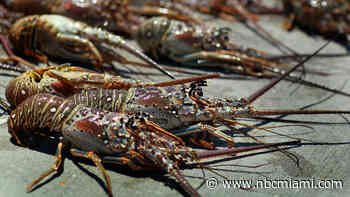 What to know as Florida's lobster mini-season set to start