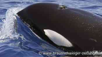 Erneut Orca-Attacke auf der Mallorca-Regatta