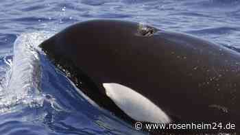 Erneut Orca-Attacke auf der Mallorca-Regatta