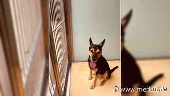 „Harry weint viel“: Hund zum dritten Mal abgegeben – Tierheim veröffentlicht Wut-Nachricht