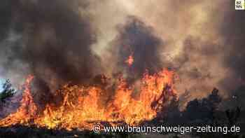 Rhodos in Flammen: "Es weint das Herz, wenn man das sieht"