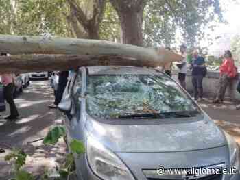 Roma, tragedia sfiorata: crolla un platano, auto danneggiate e due feriti