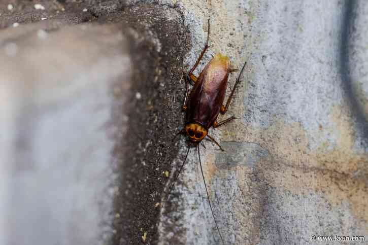 Round Rock woman says she's moving after swarms of cockroaches threaten her home