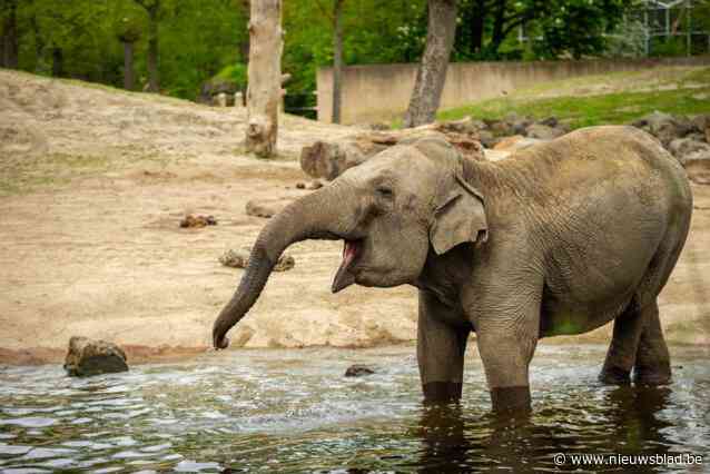 Planckendael neemt afscheid van olifant Yu Yu Yin (44): “We werkten heel graag met haar en zij met ons”