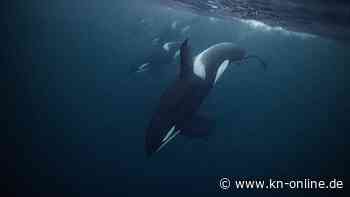 Erneuter Zusammenstoß mit Orcas bei Mallorca-Regatta