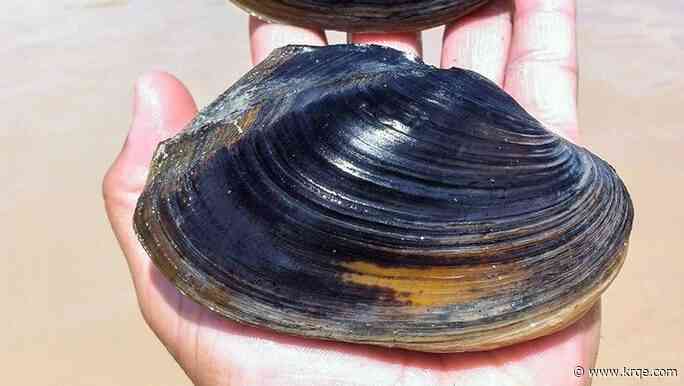 2 Rio Grande mussels species up for endangered protections, including in area near Texas border buoys