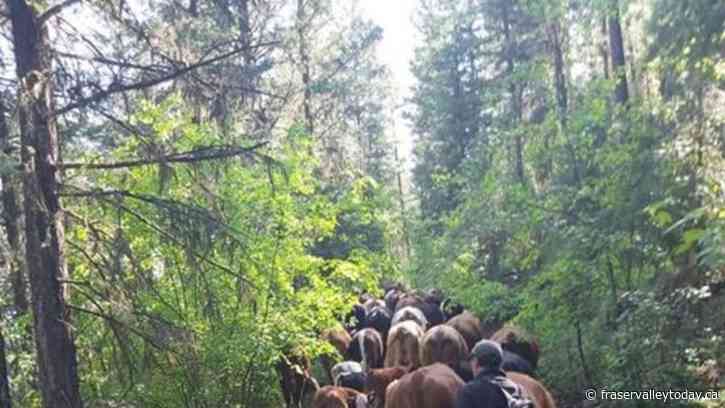 B.C. ranchers struggle as drought sends hay prices soaring